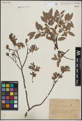 Foto von Salix lapponum L. x Salix myrtilloides L.